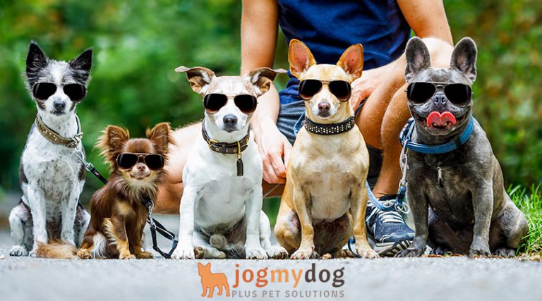 Jog My Dog Keeps Pets… And Pet Parents… Happy!