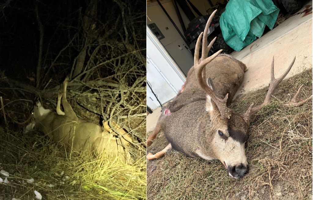 What Does Poaching Deer Mean at Robert Marquez blog