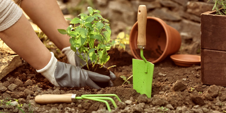 Applications for the Coalhurst Community Garden open March 3rd