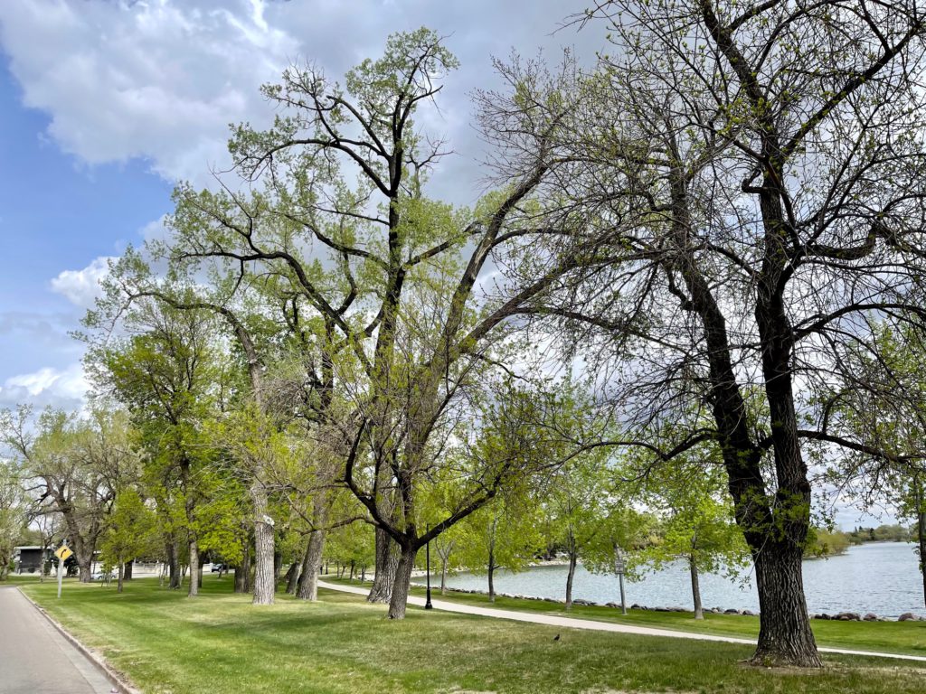 Initiative looks to get 1,000 trees planted in the city this year My