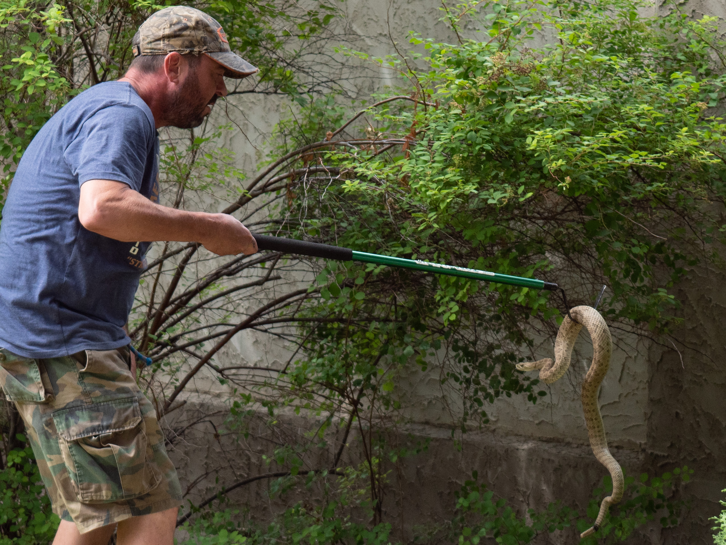 Lethbridge rattlesnake wrangler prepares for annual migration - My  Lethbridge Now