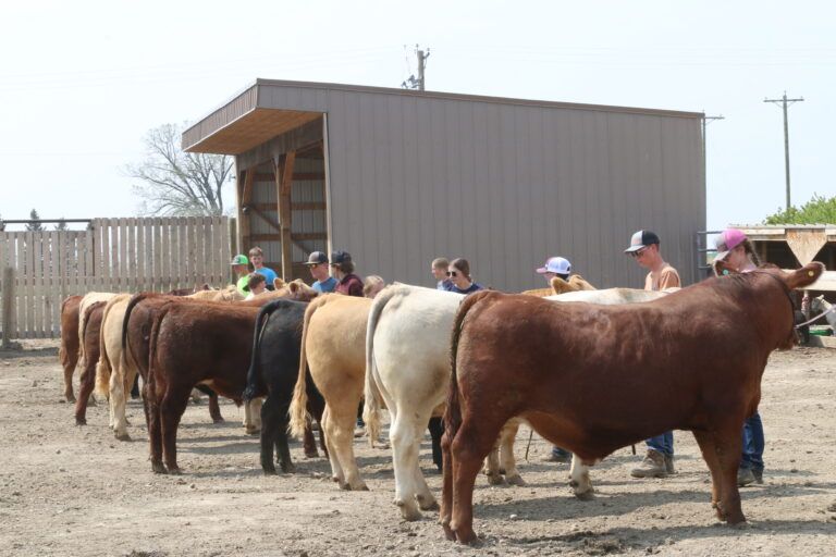The Lethbridge Coaldale 4-H Beef Club celebrating 100 years