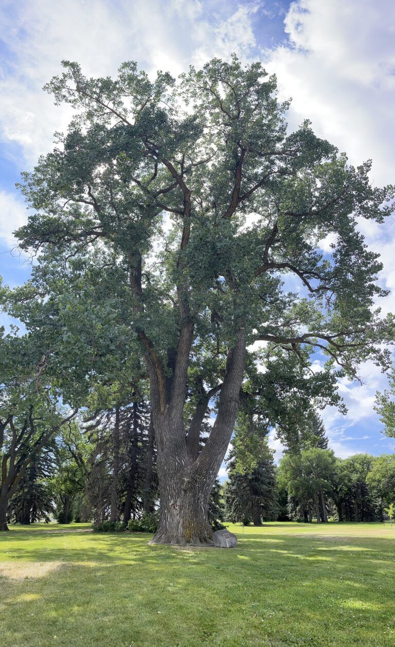 Celebrate National Tree Day with the new Tree Passport