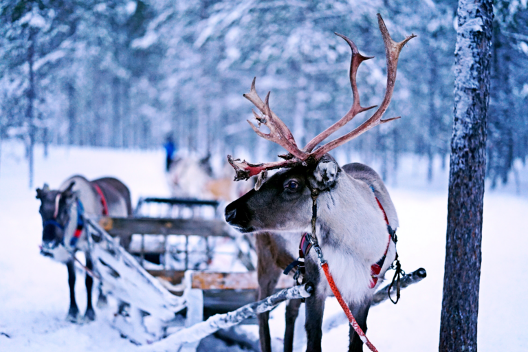 Petwise Blog: Reindeer Games 🦌