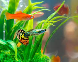 Petwise Blog: Mastering Freshwater Aquariums