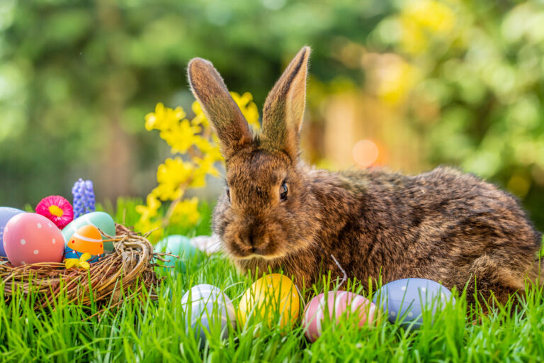 Petwise Blog:  Embracing the Magic of Rabbits and Easter Celebrations  🥕🐰🥕