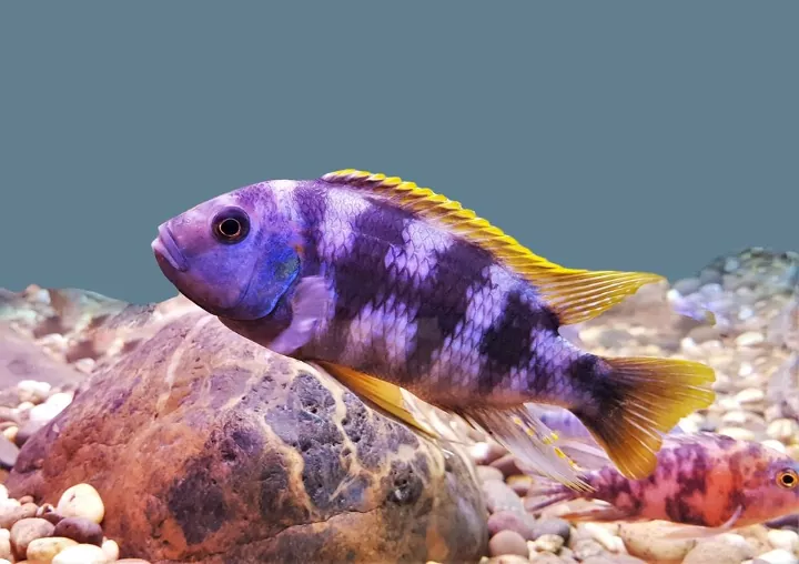 Petwise Blog: Exploring African & South American Cichlids in Your Freshwater Aquarium