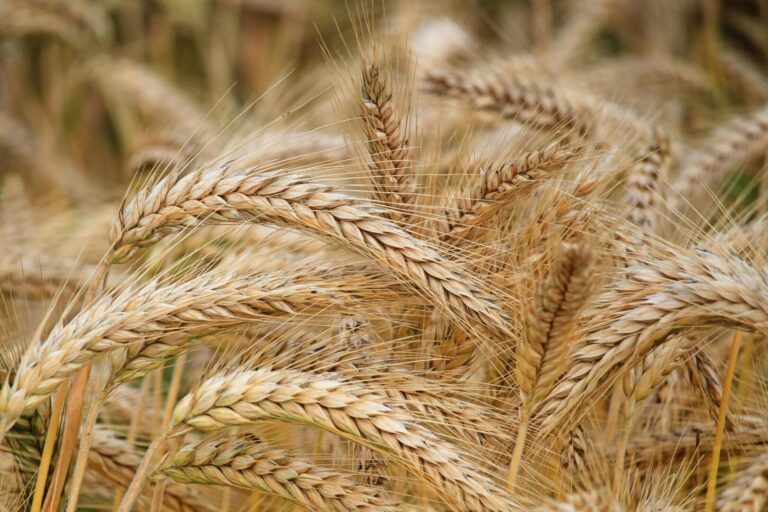Alberta harvest “virtually complete”: final crop report of 2024 