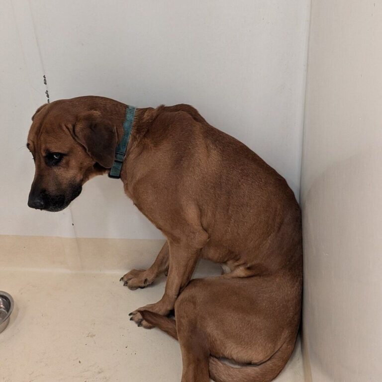 Animal Services resources strained after rescuing six dogs