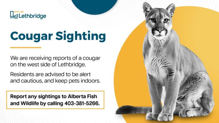 Cougar Sighting