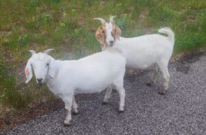 The goats are naaaaa-tural grazers. (Photo by Stan Ashbee)