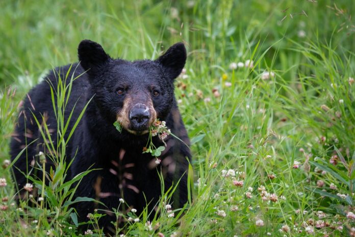 File photo of a black bear. (Photo: Unsplash)
