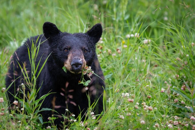 File photo of a black bear. (Photo: Unsplash)